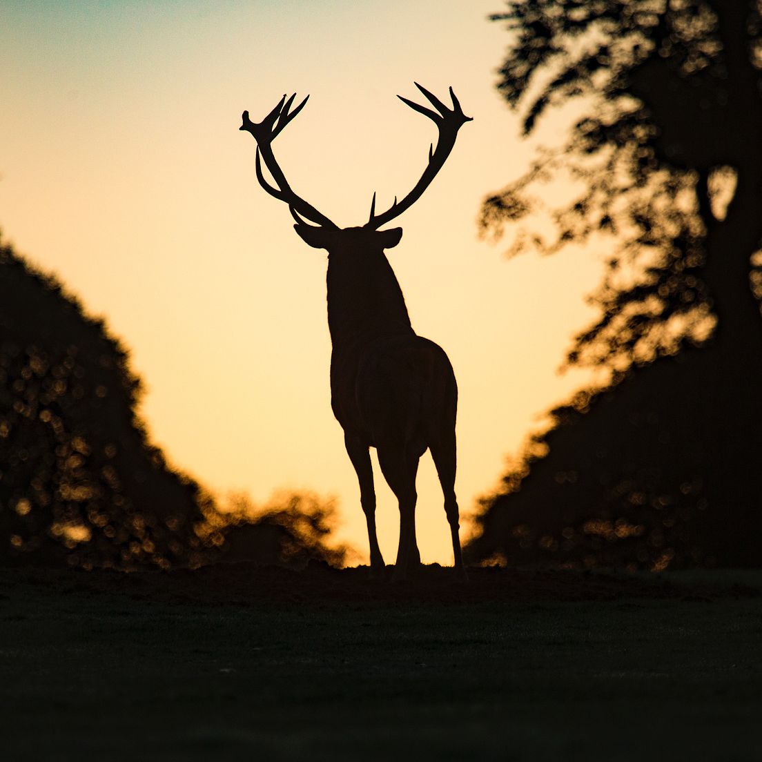 Jagd- und Schonzeiten im Überblick