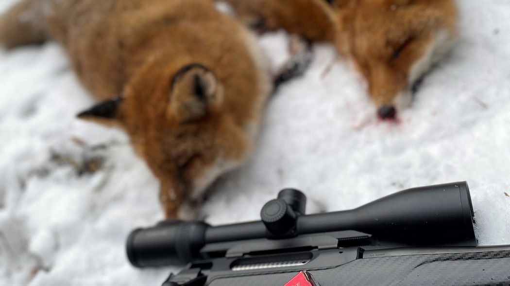 Hornady NTX in .223 Rem & SAUER 404 – bleifrei für den Winterbalg!