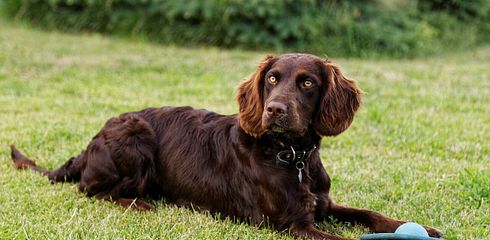 Rasseprofil: Deutscher Wachtelhund