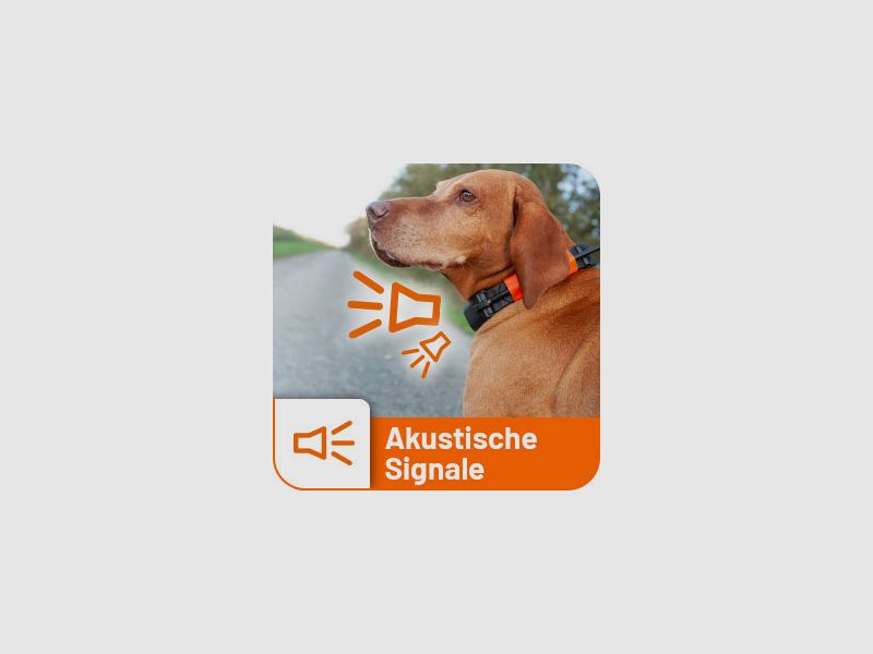 DogTrace GPS X30 collare per cani trasmettitore / ricevitore aggiuntivo, immagine 14 di 17