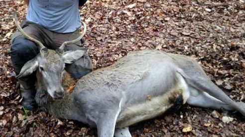 Wildboar and Red Stag at driven hunt | Schwarzwild und Rotwild auf Drückjagd