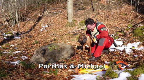 Die gerechte Fährte - 🐗 erschwerte Nachsuche Sau