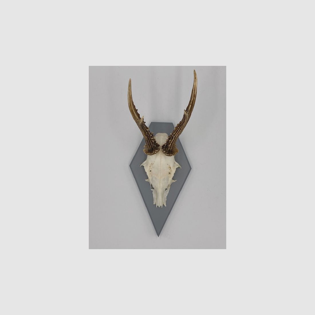 Gehörnbrett - Trophäenbrett Reh Waldtraut - Farbe schwarz, grau oder weiß