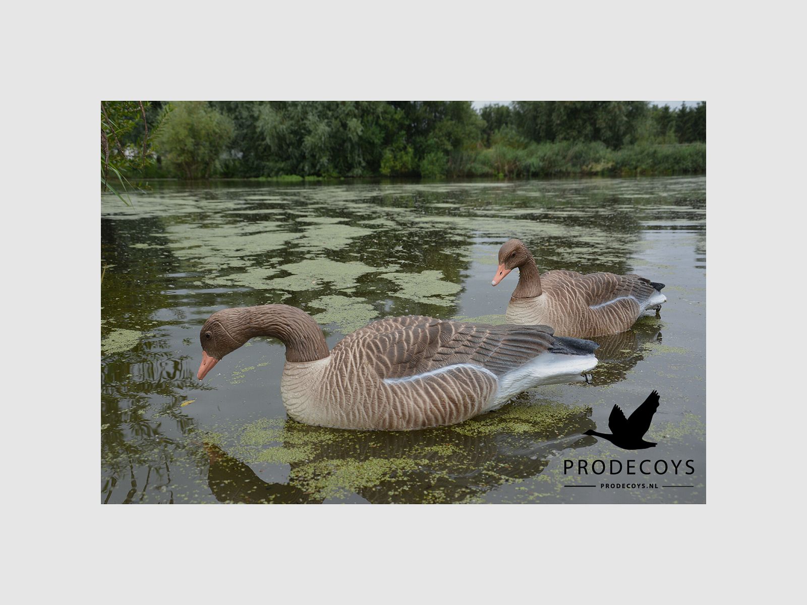 Prodecoys señuelos flotantes de ganso común