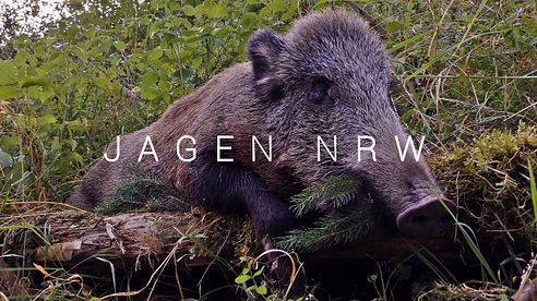 Schwein gehabt! - jagenNRW im Huntingroom ... oder die Katze vorm Aquarium - jagenNRW story #6