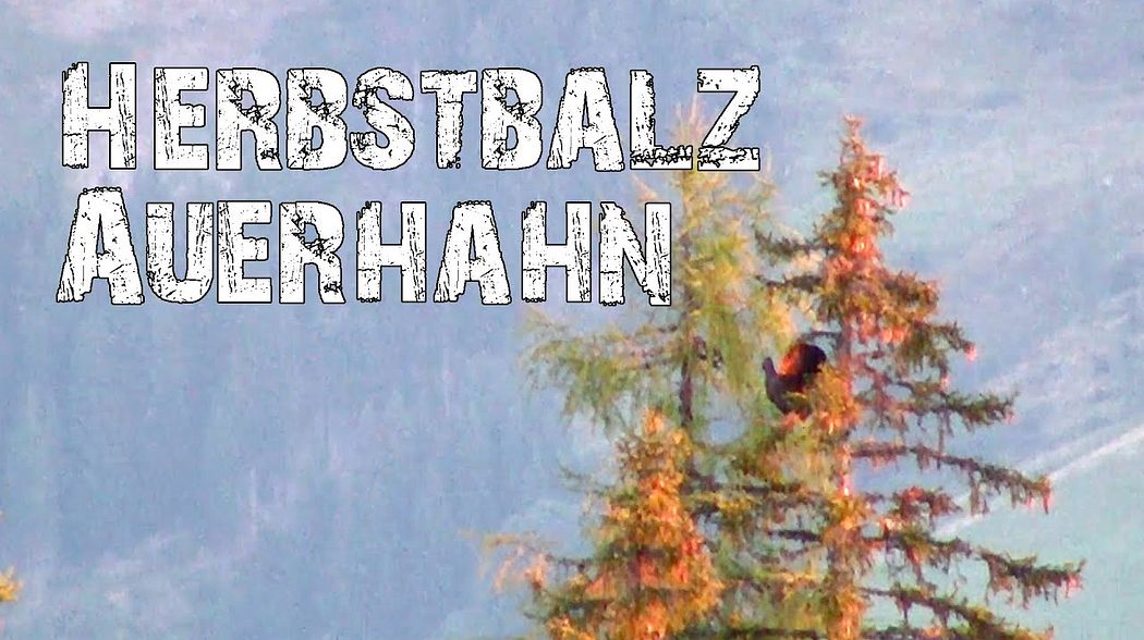 Auerhahn - Herbstbalz