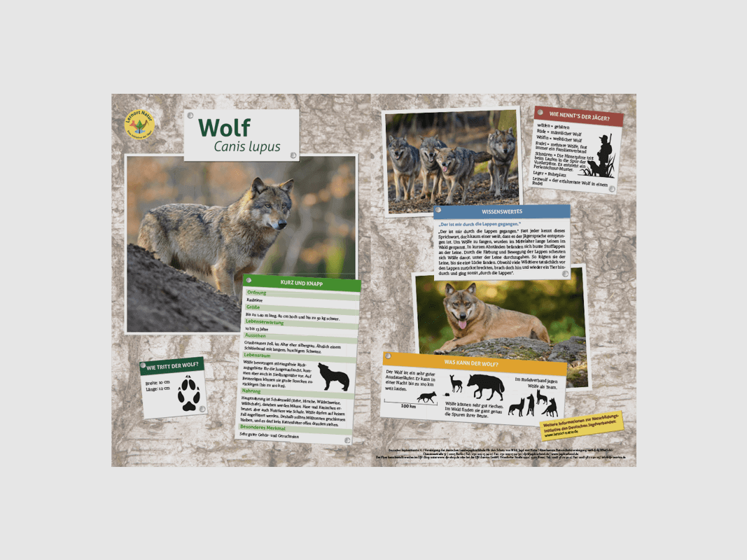 Luogo di apprendimento Natura Tabella degli animali DIN A3 Lupo