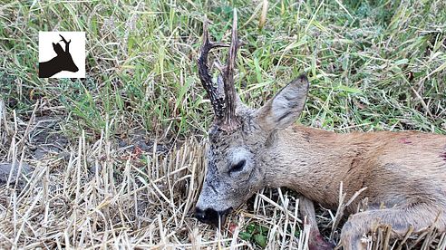 Roe deer rut 2015 - Ruja - Polowanie na rogacza - Rehbock jagd -