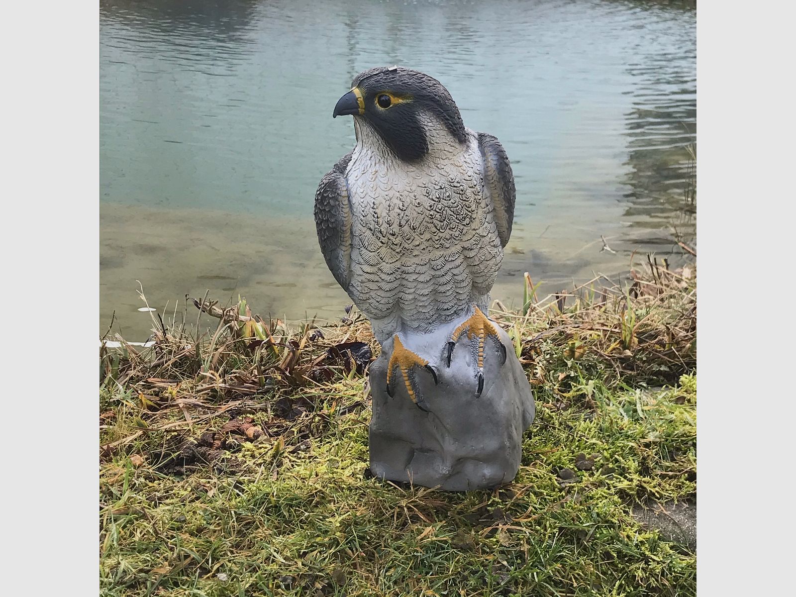 Sitting Falcon, image 2 of 2