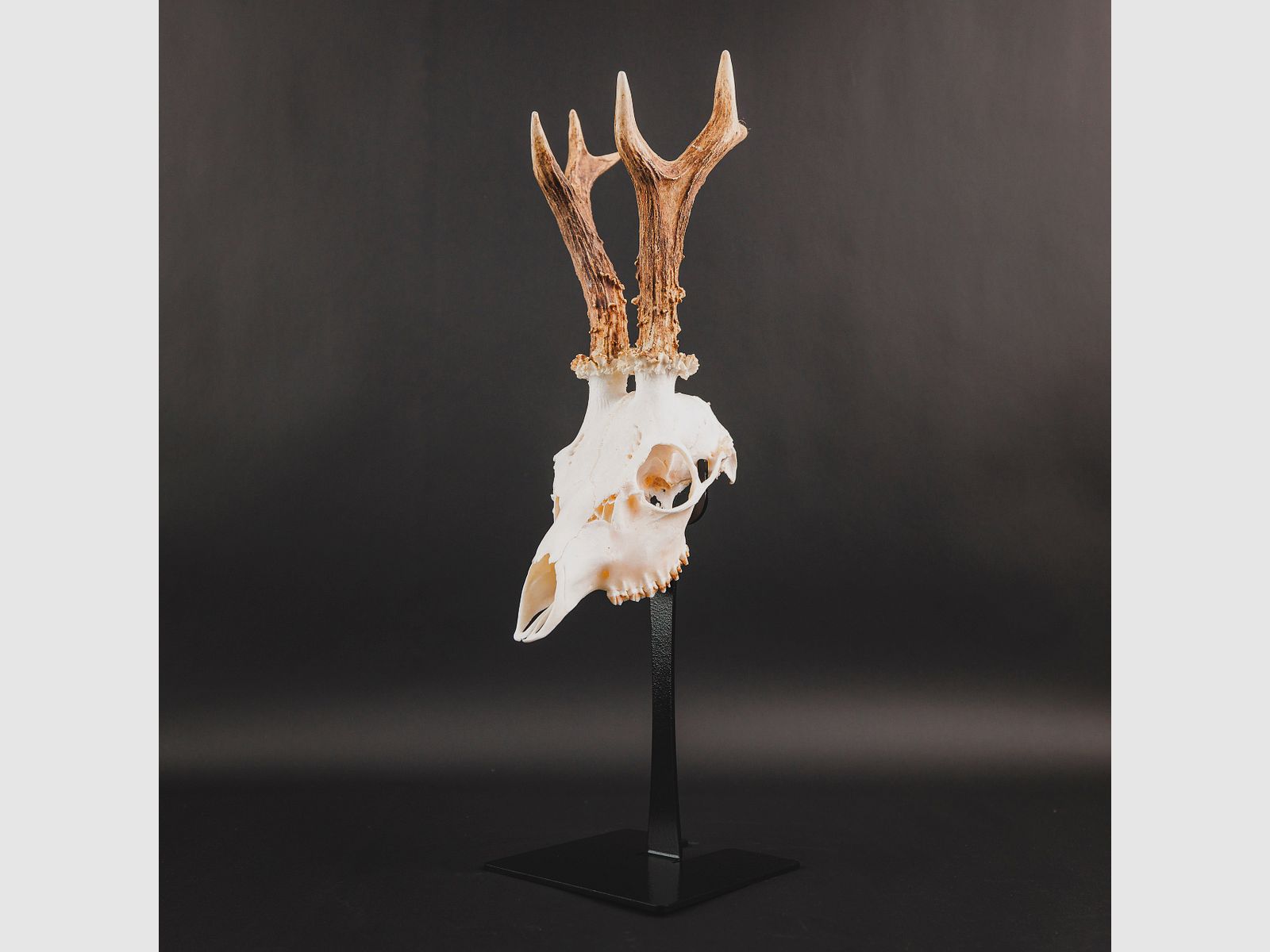 Waidmetall Soporte de trofeo Roe Deer Slim Edition