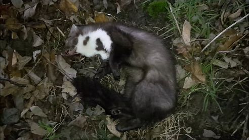 Fänge über Fänge und dann der Frust, Doppelfolge, Fallenjagd Alltag mit Fangjagd TV