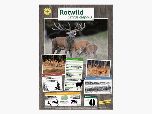 Lernort Natur-Tierposter Rotwild