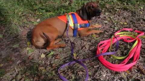 Schweisshund Training - Nachsuche, Schwarzwildfährte, Eftersök