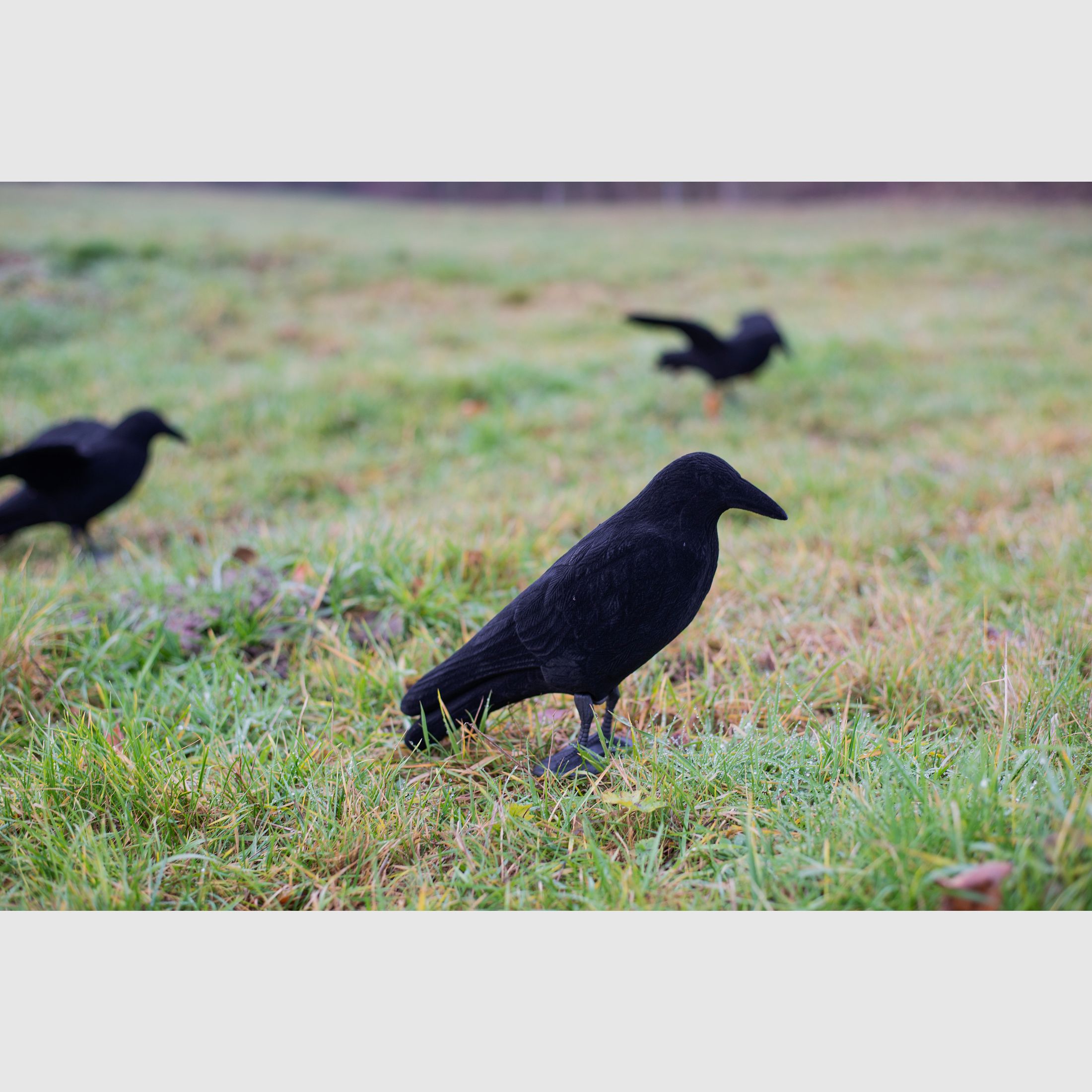 Beflockte Vollkörper Lockkrähe