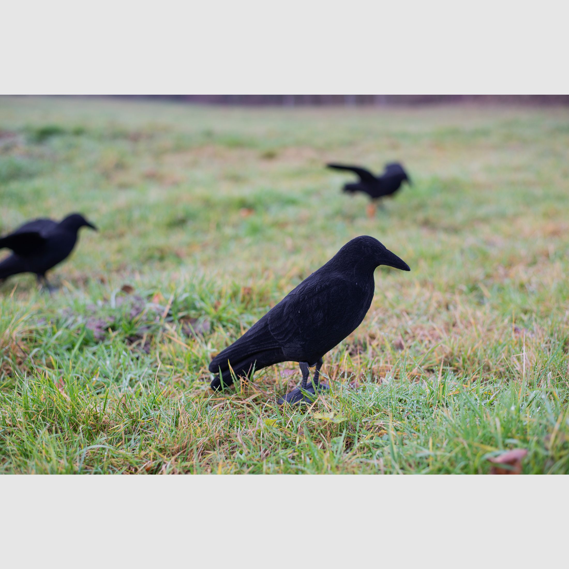 Beflockte Vollkörper Lockkrähe