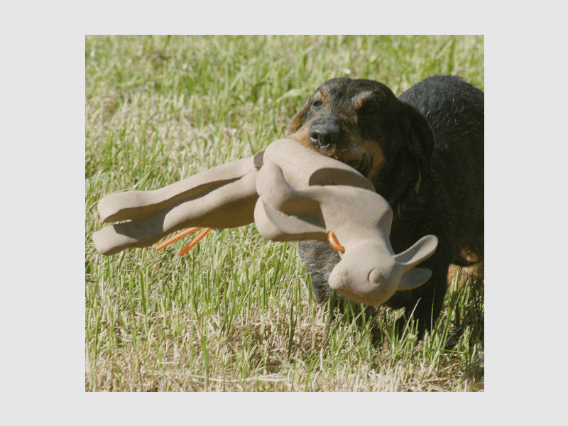 Hunting Equipment for Retrieving Rabbits