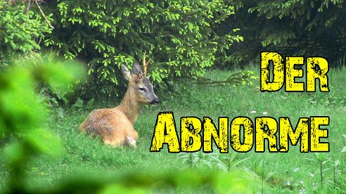 Abnormer Rehbock