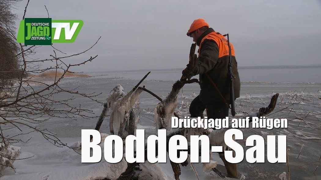 Die Boddensau - Jagen am Bodden auf Rügen