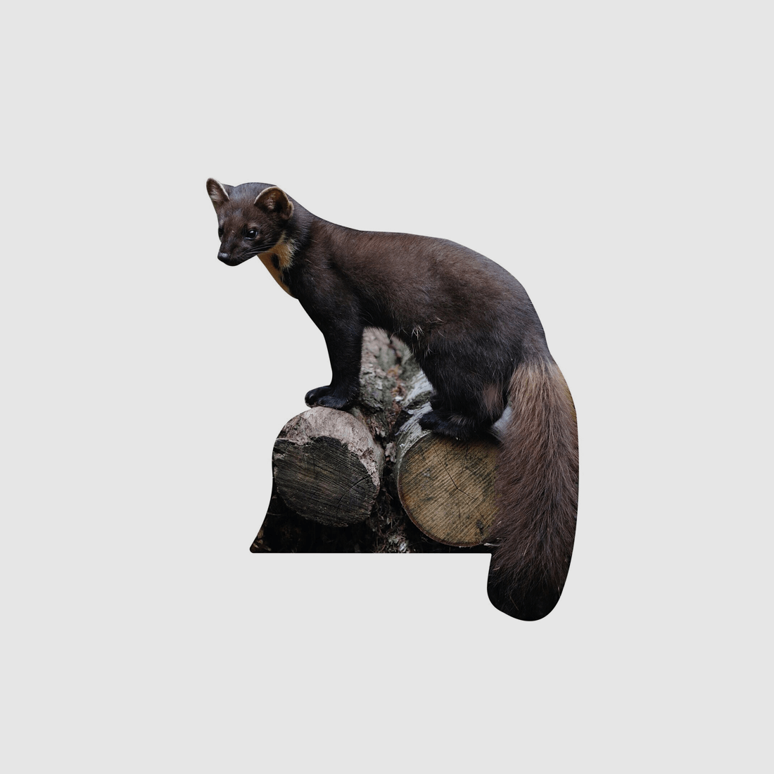 Tieraufsteller Baummarder
