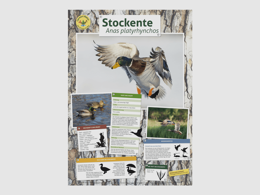 Lernort Natur-Tierposter Stockente