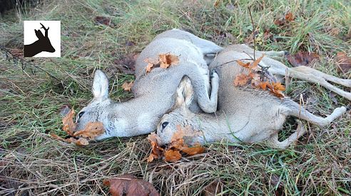 Stalking roe does - Polowanie na sarny kozy - Chasse au chevreuil