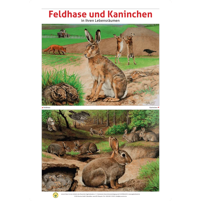 Lernort Natur-Tierposter-Set "Heimische Wildtiere - Lebensraum und Futter", Bild 11 von 13