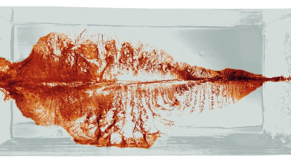 Bleifreie RWS Jagdmunition im Fokus 