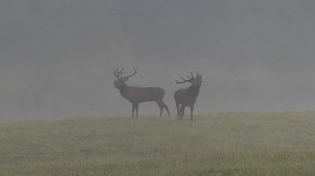 1. Tag Hirschbrunft in Pommern - Polen!