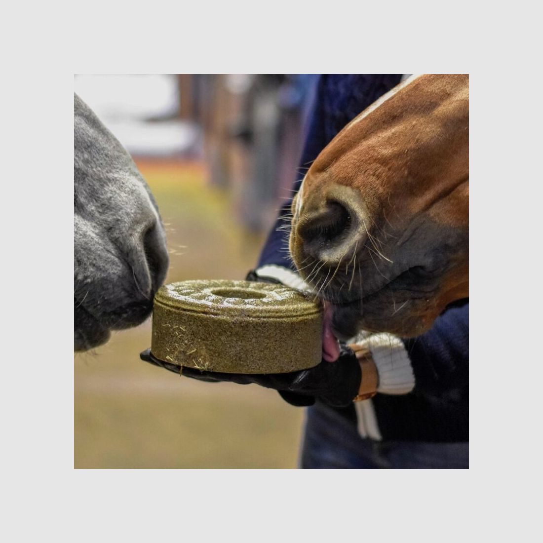 Wildlutscher Leckstein für Pferde und Ponys Chiasamen - Knochen & Gelenke 1,8 kg