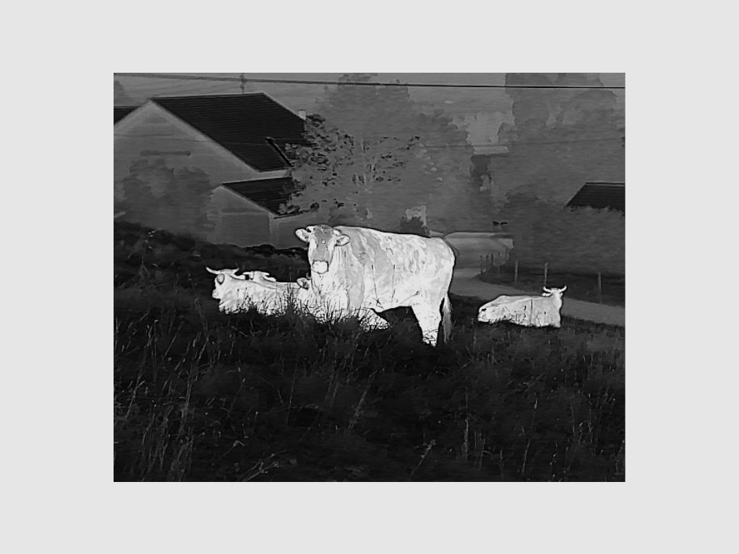 Liemke Wärmebildgerät Keiler 1 - Set incl. Zusatzakku