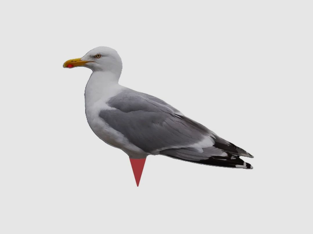Silhouette-Lockvogel „Möwe“, 2er-Pack – Lockvogel