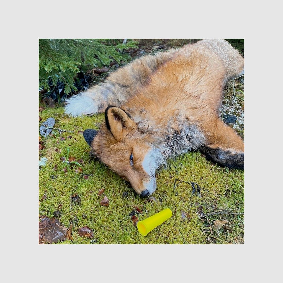 Clausen fox call Predatorcall 6, image 2 of 2