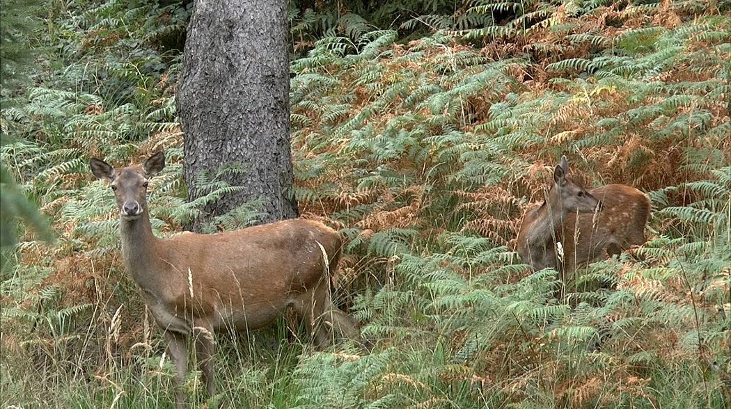 Hirsch tot - Rotwildjagd im Oktober nach der Brunft - Hirschabschuss - jagenNRW