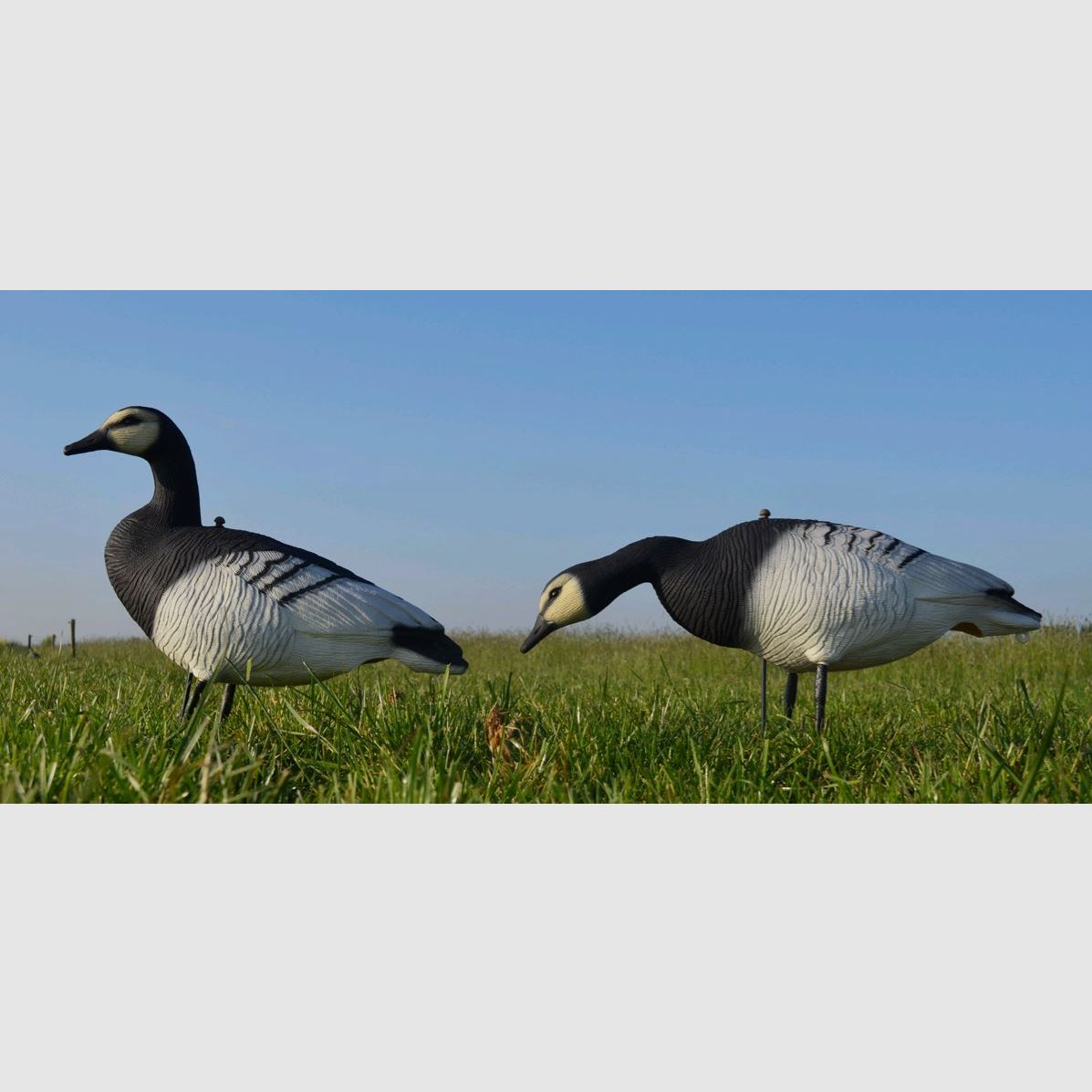 Prodecoys Brandgans-Lockvögel, 12 Stk., Full Body, Bild 4 von 5