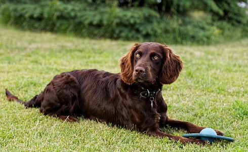 Rasseprofil: Deutscher Wachtelhund