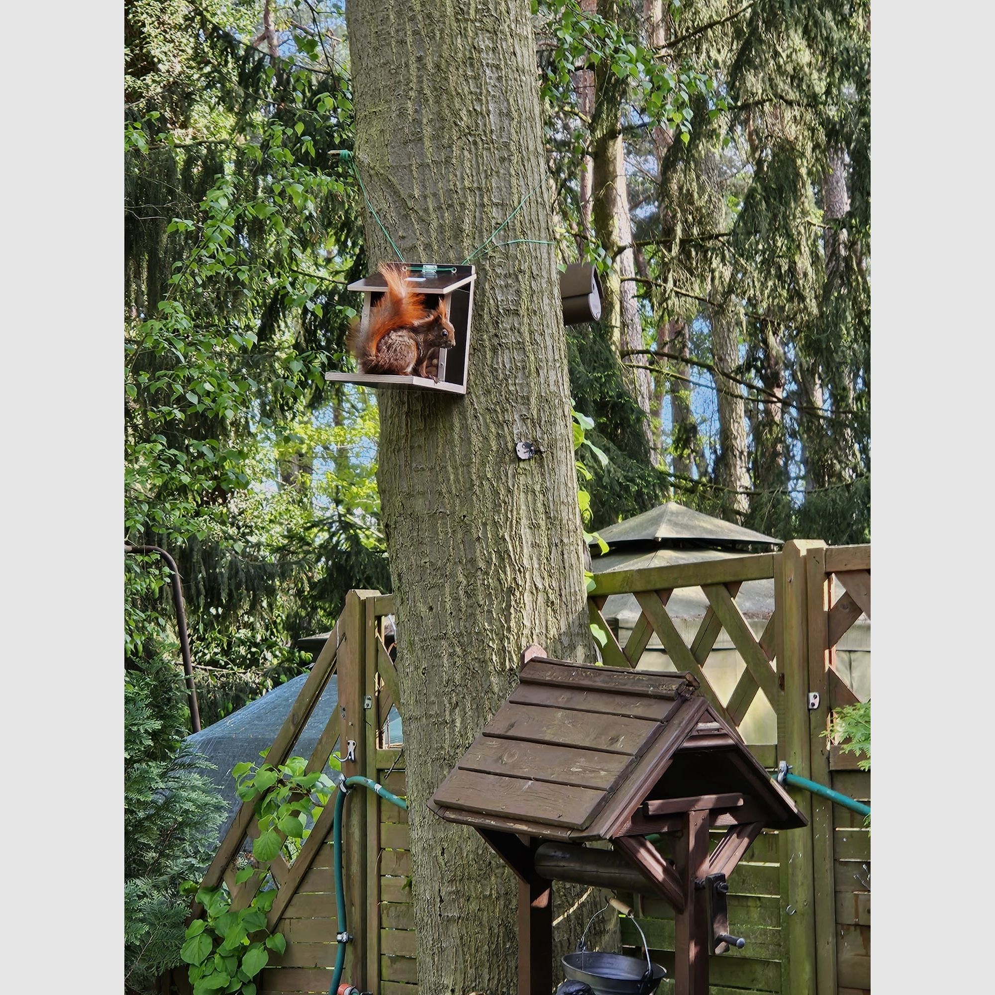Eichhörnchenfutterautomat