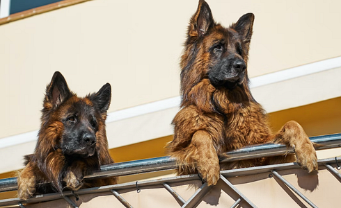 Why does my dog bark at other dogs?