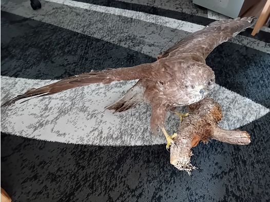 Mäusebussard präpariert auf einem Ast
