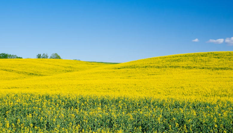 Jachtseizoenen Mecklenburg-Voor-Pommeren