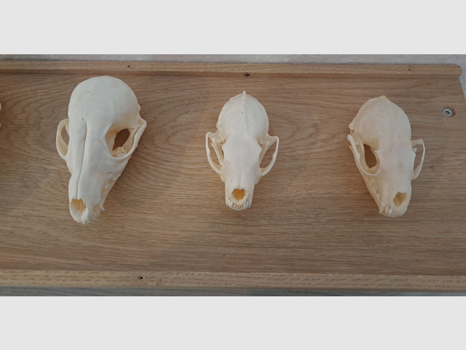 Raubwild Schädel-Sammlung für Lehrzwecke + Eichen Regal