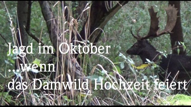 Jagd im Oktober Damwildbrunft