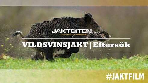 Jakt | Eftersök - Vildsvinsjakt | JAKTBITEN.COM