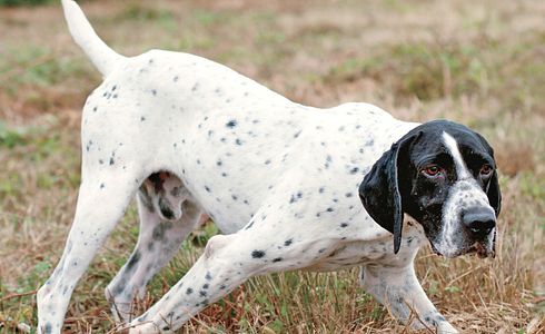 Breed Profile: French Pointer