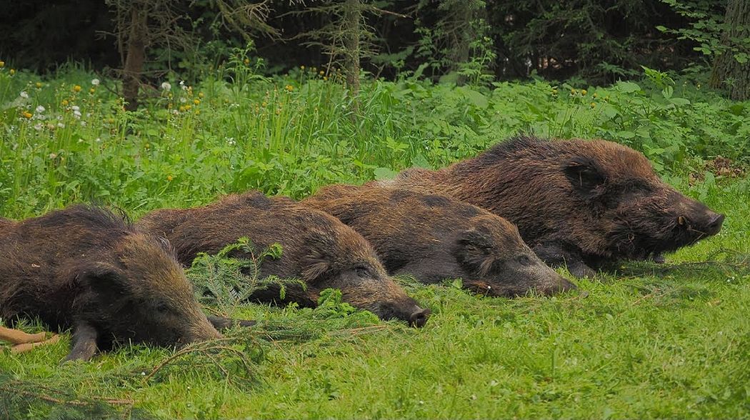 Erster Ausgang und Sau bei bestem Licht erlegt - Bockjagd in Pommern - Polen!