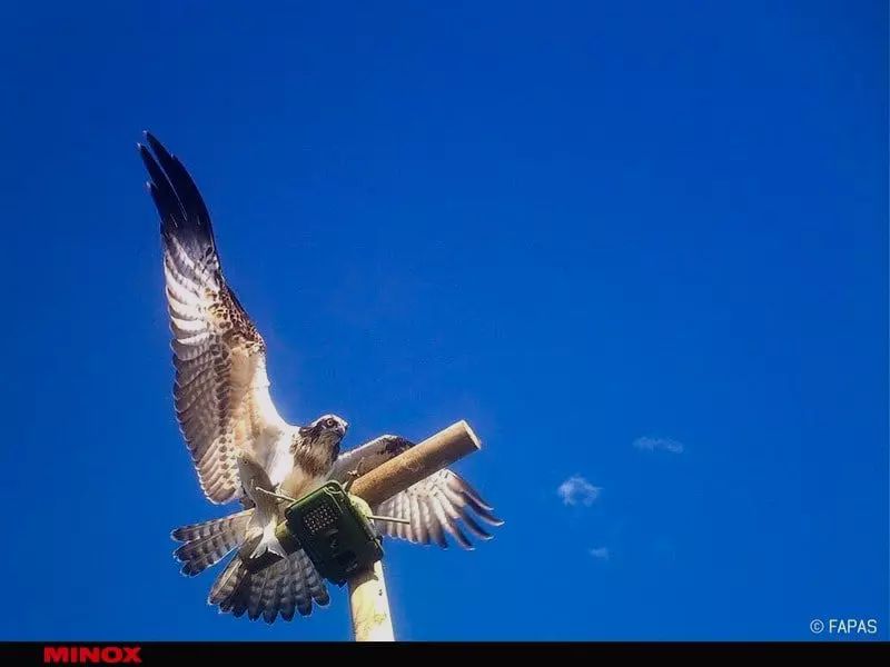 MINOX DTC 1200 Wildkamera