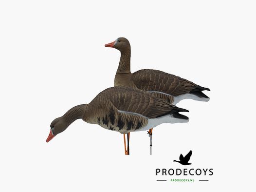 Prodecoys Elite Series Kolgans Lokkers Full Body – Set van 6