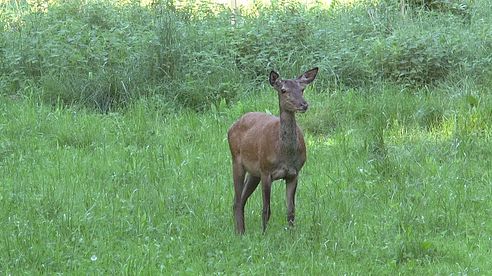 Rotwildjagd im Mai - Schmaltier mit Zeugenschutz