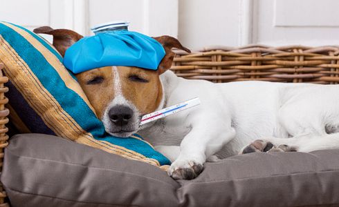 Neue Gebührenordnung für Tierärzte - Was bedeutet das für Tierhalter?