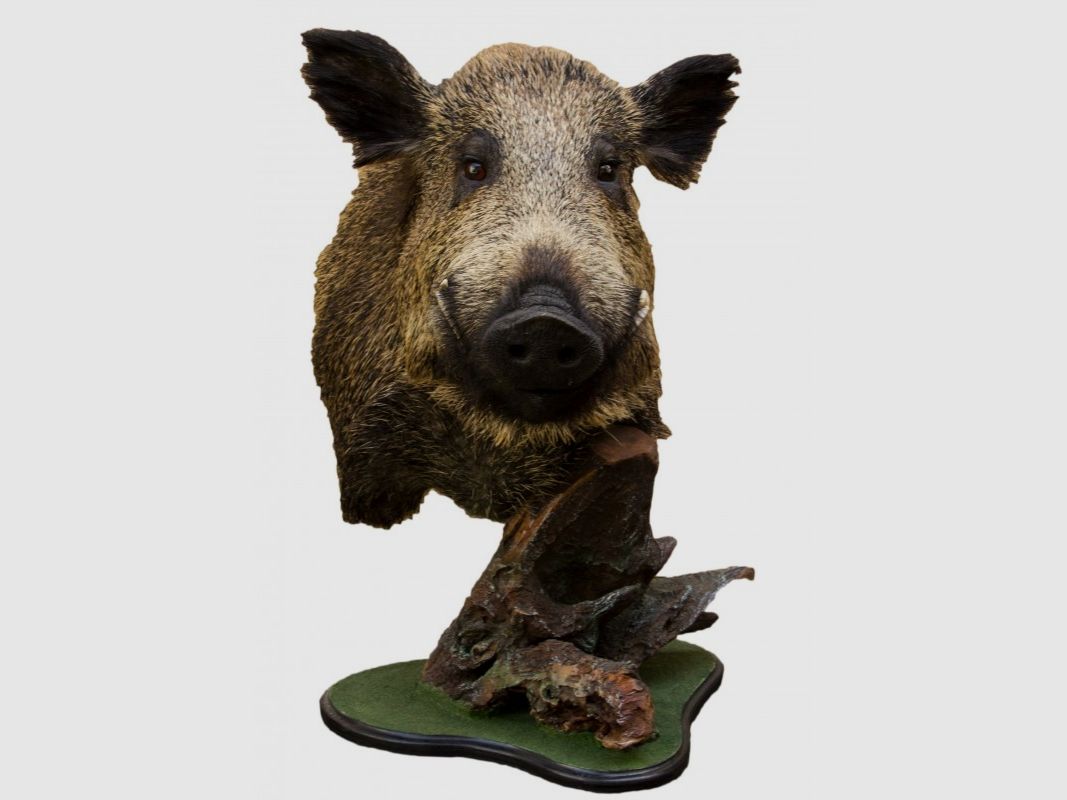 Trophäe von Wildschwein auf Sockel, Bild 1 von 2