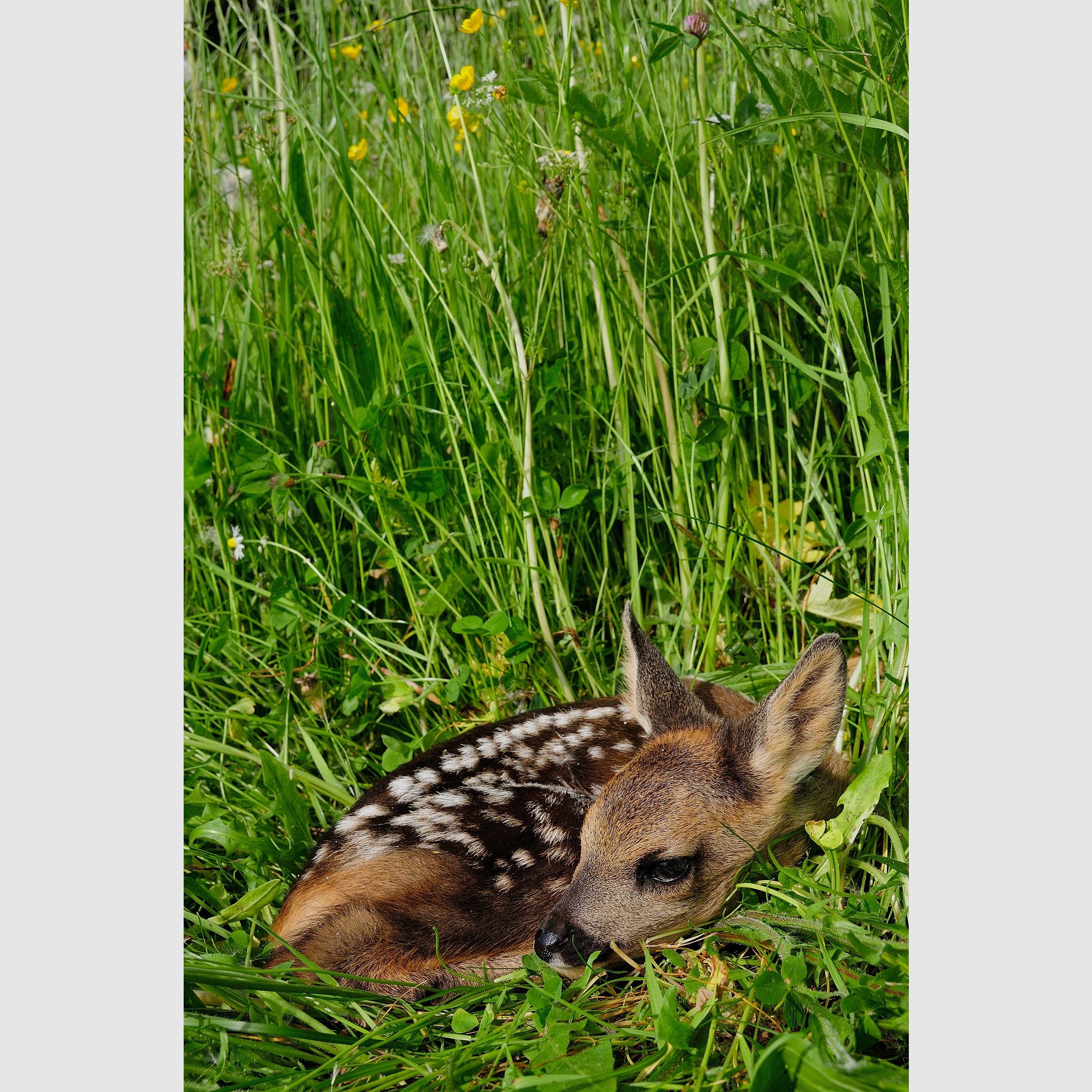 Semi di piante per miscela da giardino per cervi e lepri